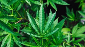 cannabis leaves