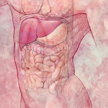 gastrointestinal system