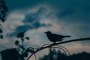 The Guide’s Silhouette