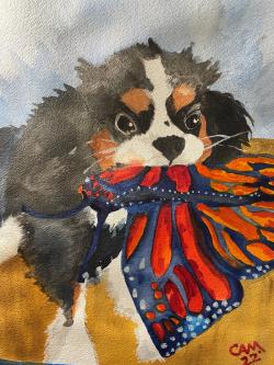 Coffee, the King Charles Spaniel