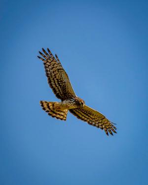 The Hawk