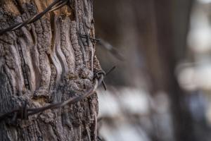 Closeup of barbed wire wrapped around a tree on a blurred background in Asia | Image credit:  ©  - Stevensonstudio/Wirestock Creators ©  - stock.adobe.com