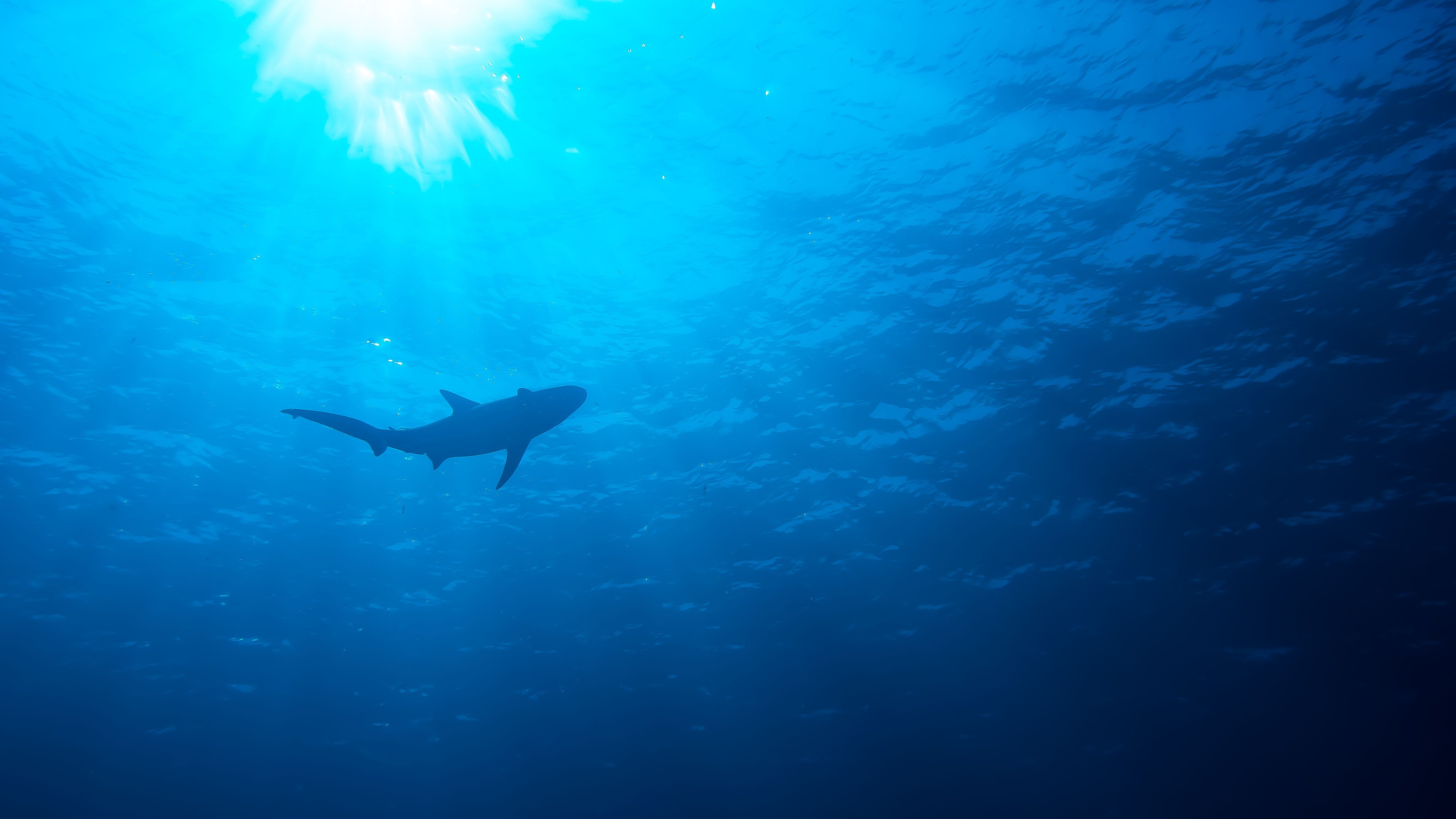 Caribbean reef shark in blue water with sun rays (Underwater Photography) | Image credit: © Meagan Pollock, PhD - © stock.adobe.com