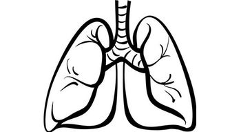 lungs