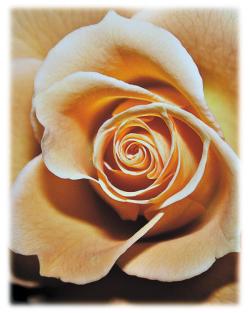 Beige Rose