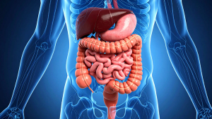 Image of gastrointestinal 
