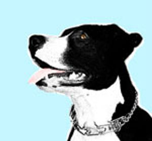 Patient's Best Friend: Therapy Animals Help Relieve Anxiety of Cancer