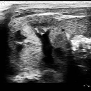 Behavioral Ultrasound