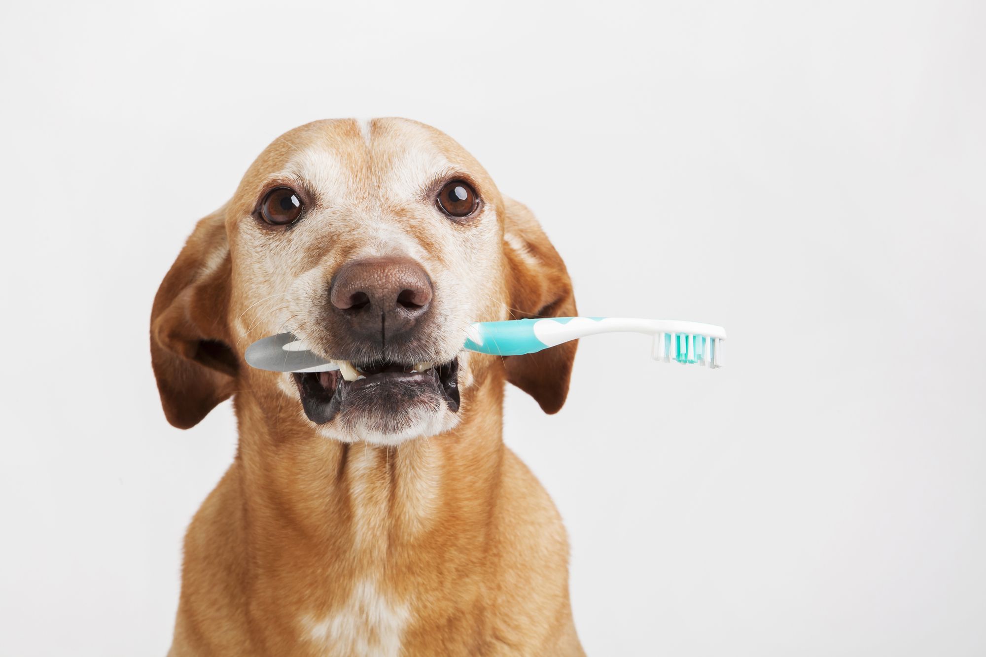 Invisalign for Dogs