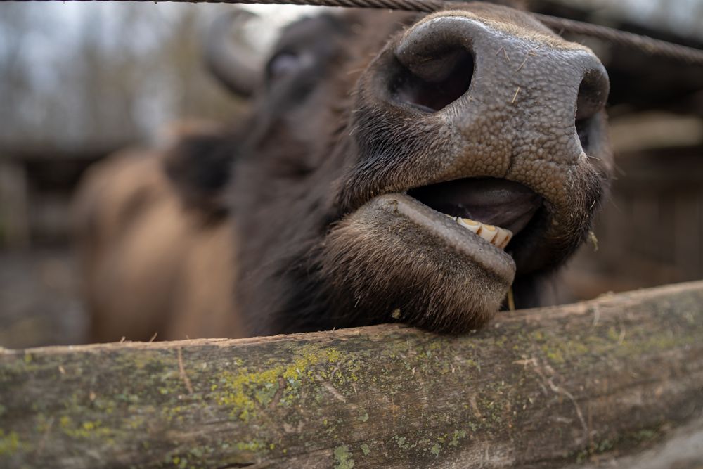 Herbivores that depend on raw food that is rich with fiber (including cows and buffalo) need to chew their food for a very long time so that it can be easily digested. 