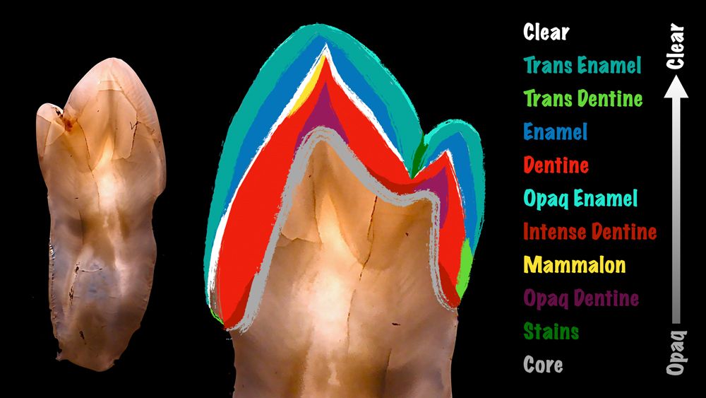 The Value of ZrO2 Today: Dental Material Composition and Light Performance