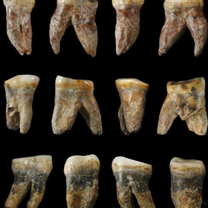 5 Amazing Things Anthropologists Learned from Teeth