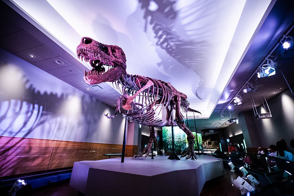 View of the famous fossil of Sue, a huge T. rex, at the Evolving Planet evolution exhibition at the Field Natural History Museum in Chicago, IL, USA schusterbauer.com / stock.adobe.com