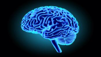 Brain