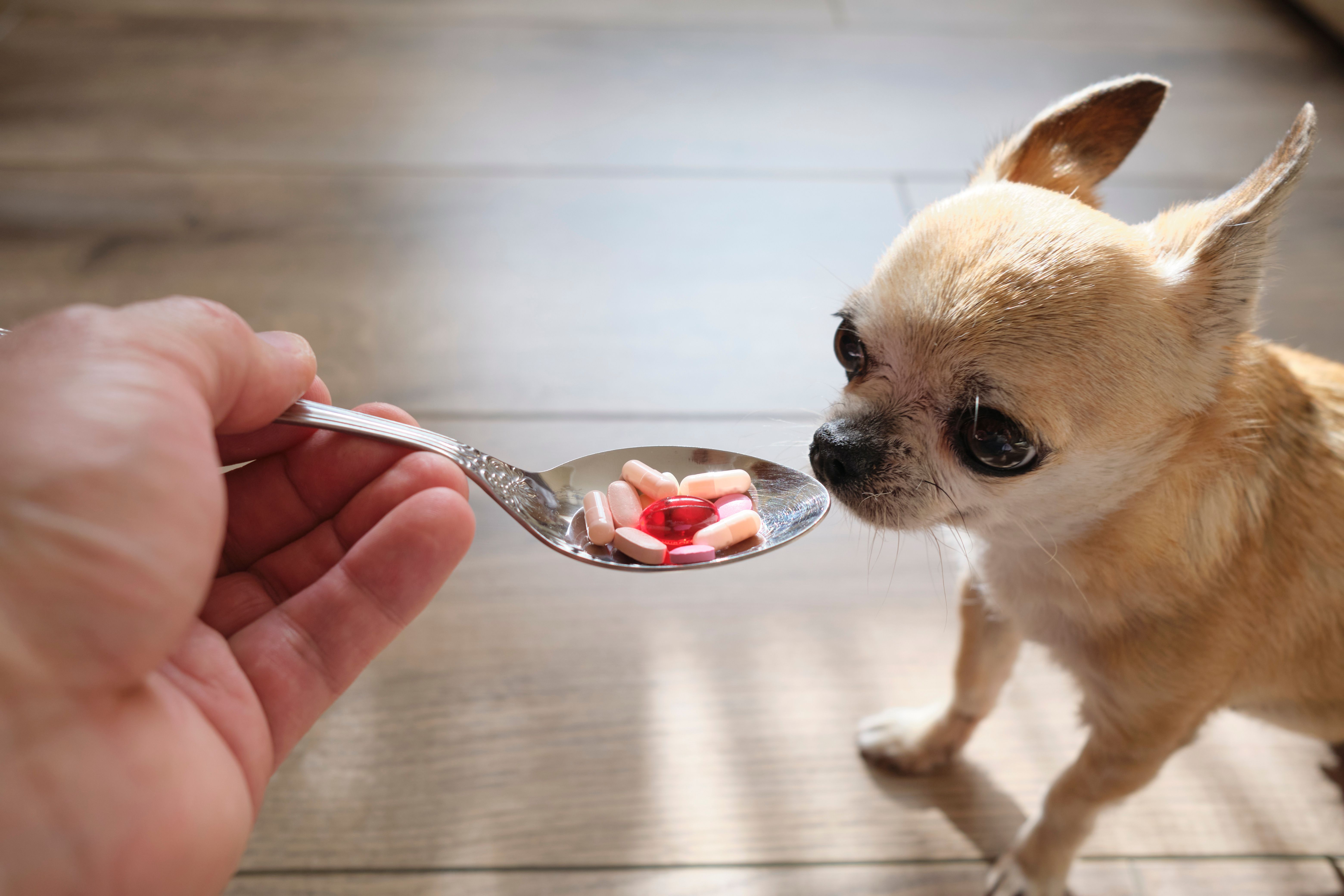 Why Should Independent Pharmacies Stock Pet Medications? 