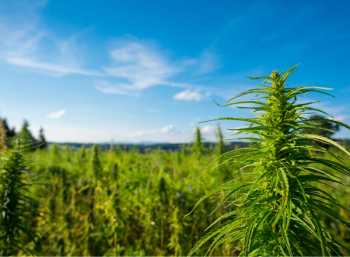 Field of cannabis plants