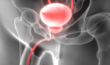 Bladder