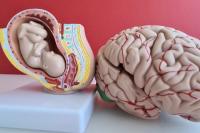 Childhood Development, Maternal Distress, Gestation