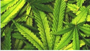 Cannabidiol to be Offered at Growing Number of Pharmacies