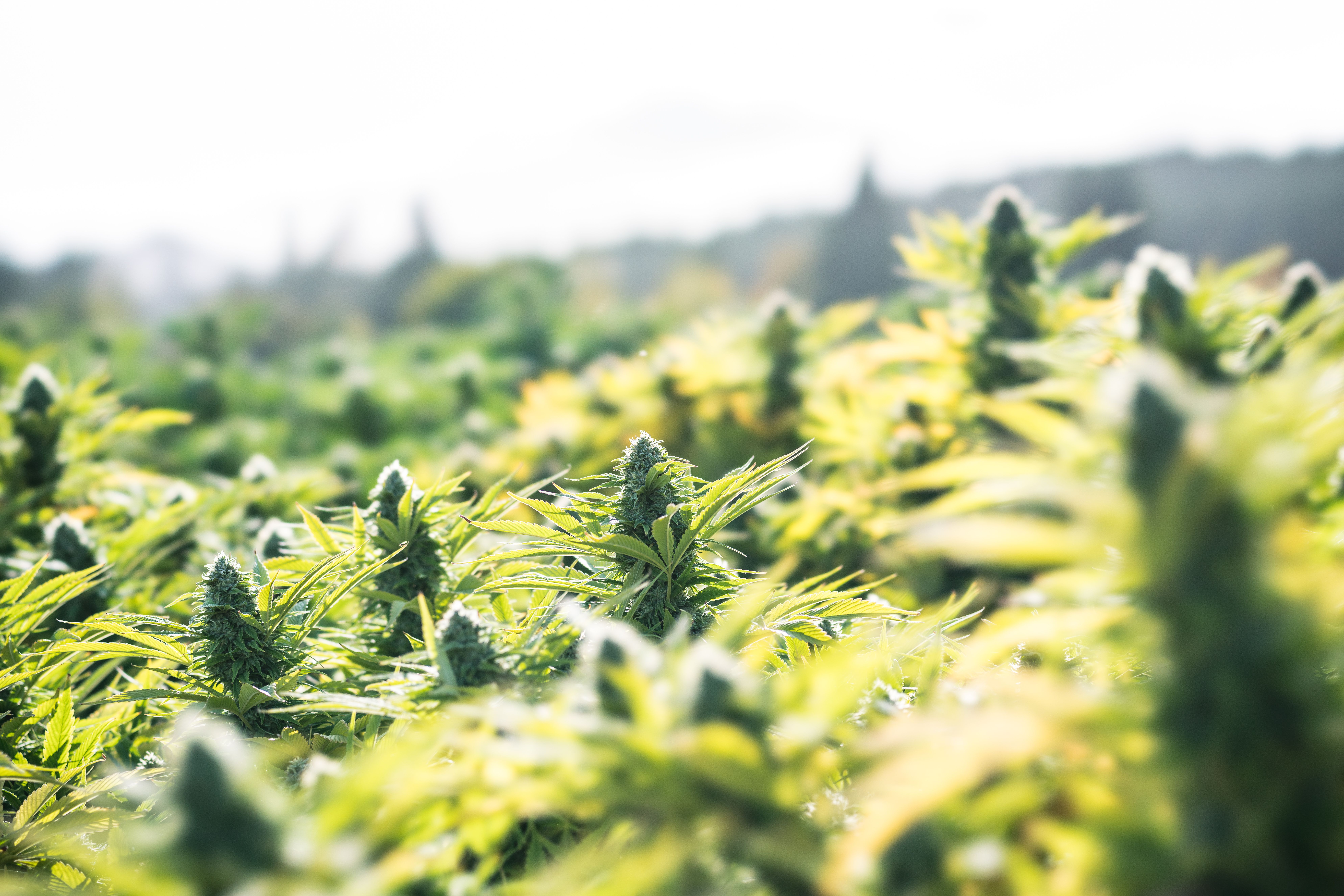 Pharmacist’s Role Expands in the Era of Cannabis Rescheduling