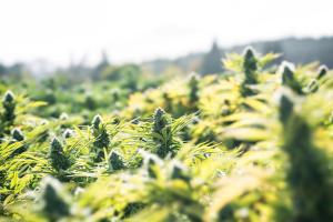 Pharmacists' Role Expands in the Era of Cannabis Rescheduling
