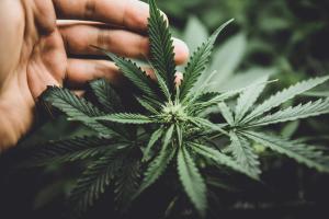 Expert Discusses the Potential Rescheduling of Cannabis | APhA 2025