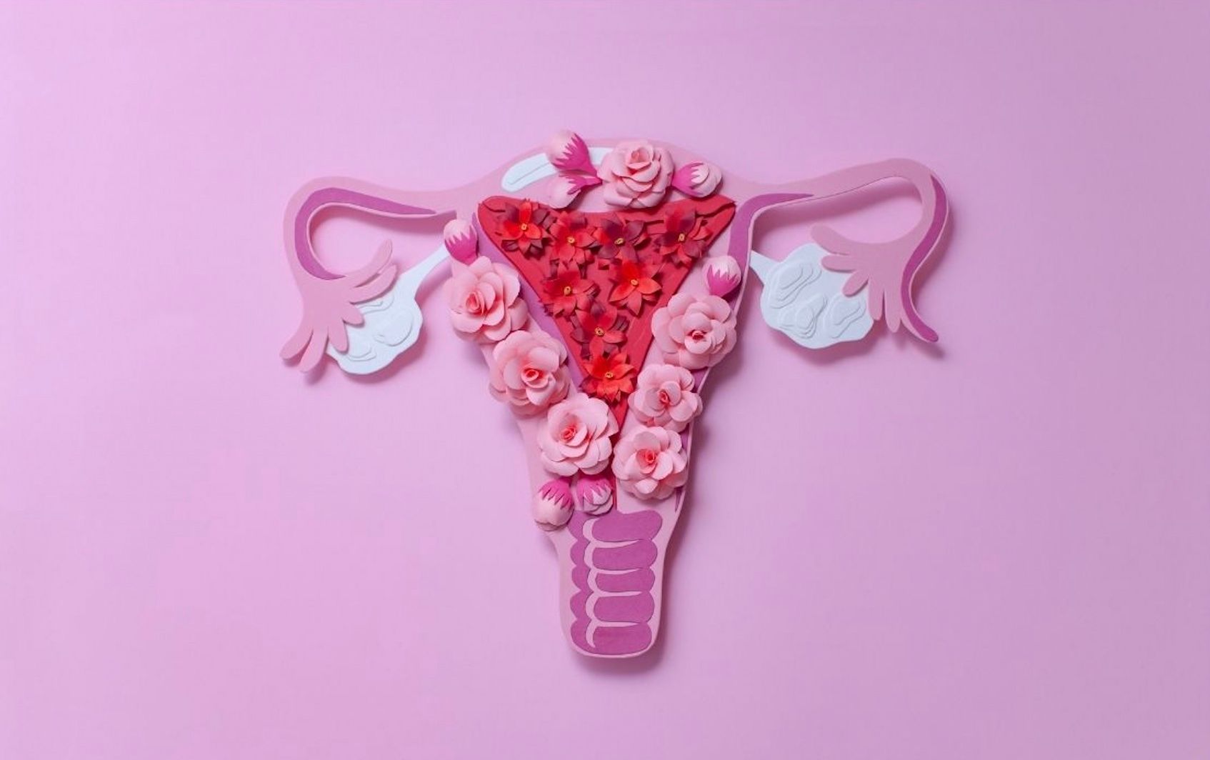 uterus 