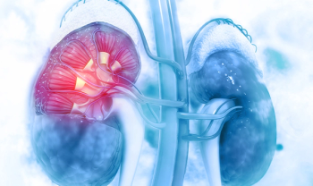 Kidney Cross Section