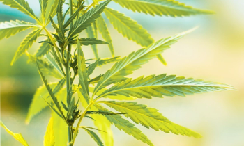 cannabis plant