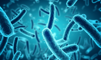 bacteria