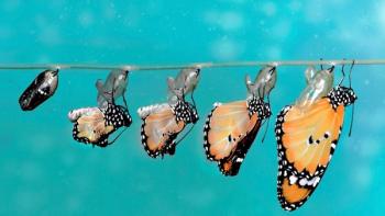 metamorphosis in butterflies