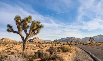 Joshua Tree 