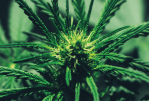 CBD 101: What Do Pharmacists Need to Know as Cannabidiol Goes Mainstream?
