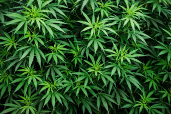 cannabis