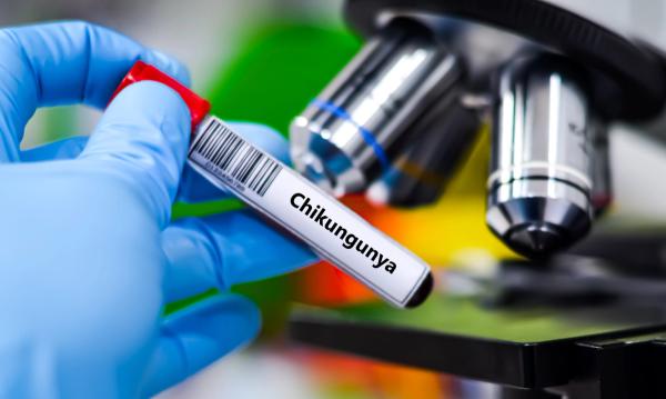 Review Details Chikungunya's Global Resurgence as US Surveillance Evolves