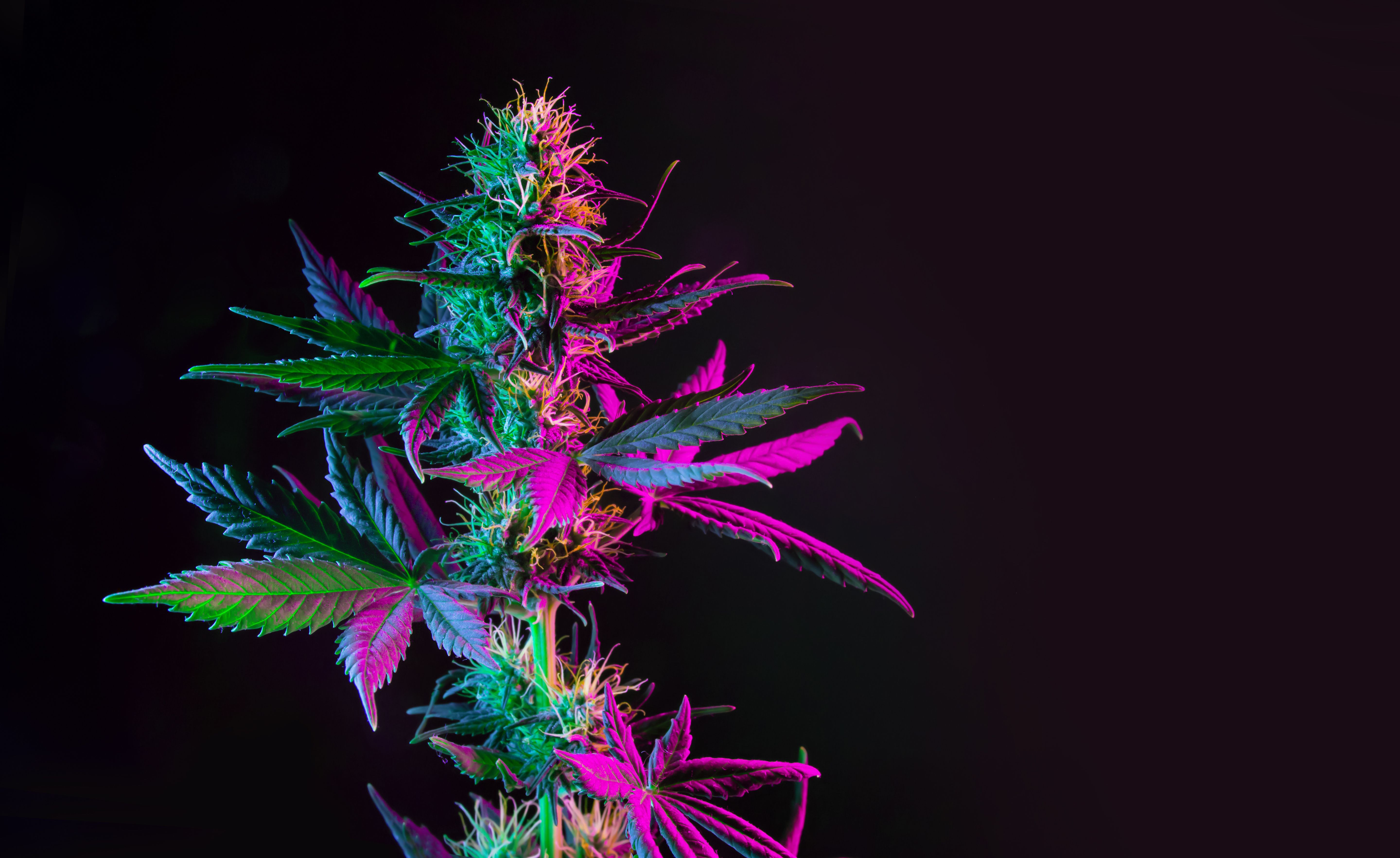 Navigating Cannabis Use in Health Care Settings | ASHP Midyear