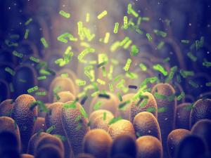 Gut health