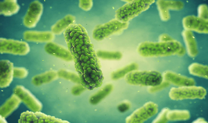 bacteria