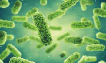 BACTERIA