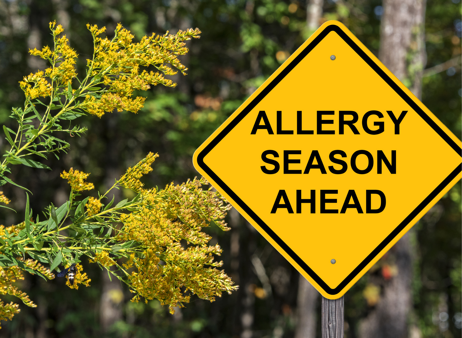 allergy season