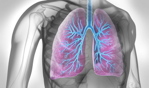 Lungs