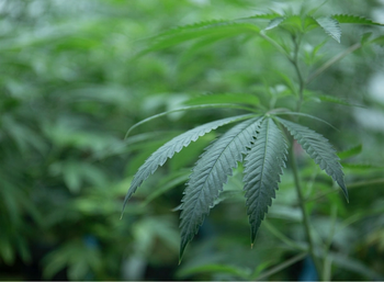 close up of a leaf of a cannabis plant