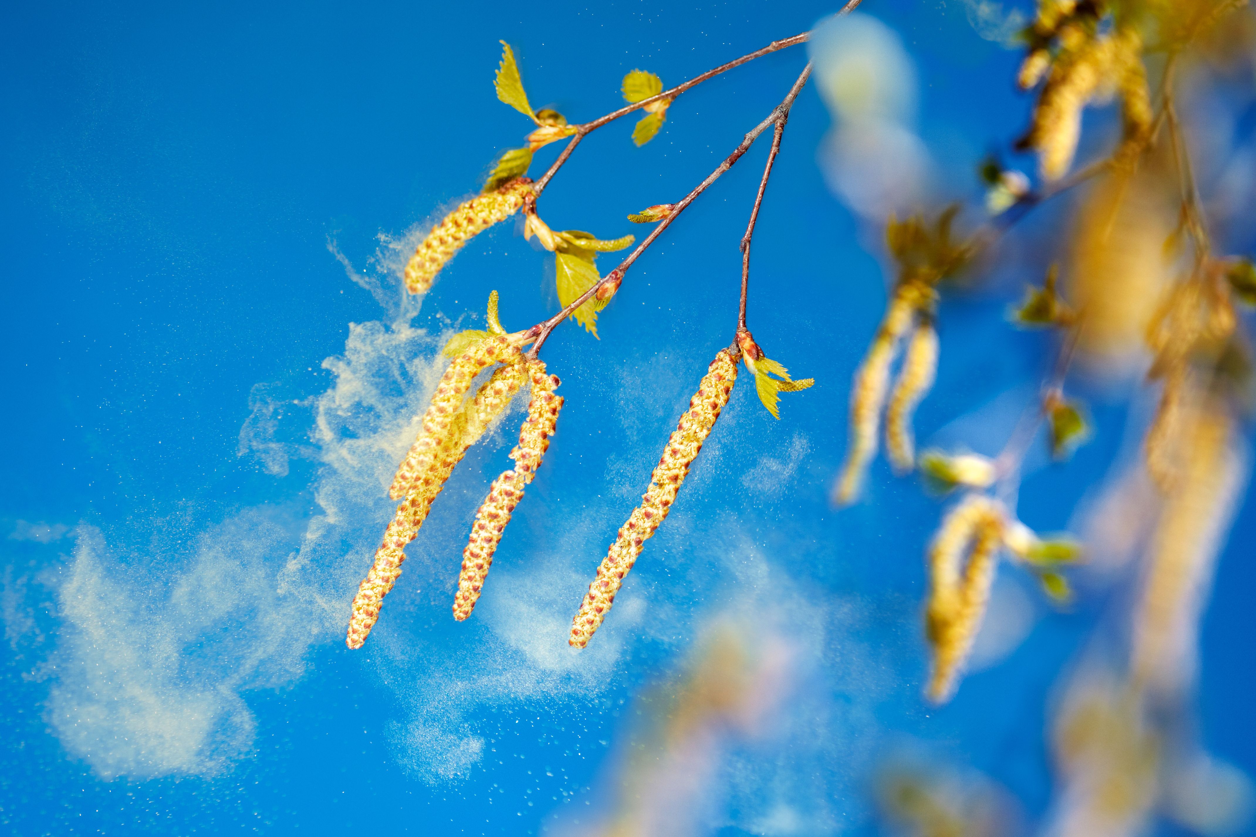 Пыльца березы челябинск. Цветение березы пыльца. Ветроопыляемые растения береза. Пыльца тополя. Опыление ветром.