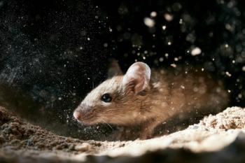 Hantavirus, MV Hondius, Cruise Ship Disease Outbreak