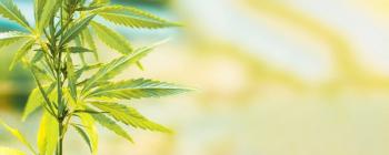 Cannabis
