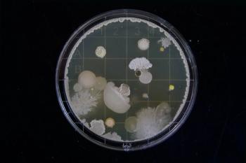 Gut bacteria