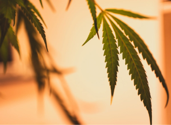 close up picture of hemp leaf