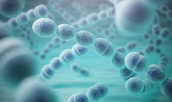 bacteria
