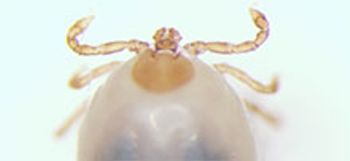 veterinary-show-us-your-ticks-220px.jpg