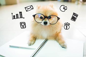 veterinary-pomeranian-money-doodles-AdobeStock_115421982-450.jpg